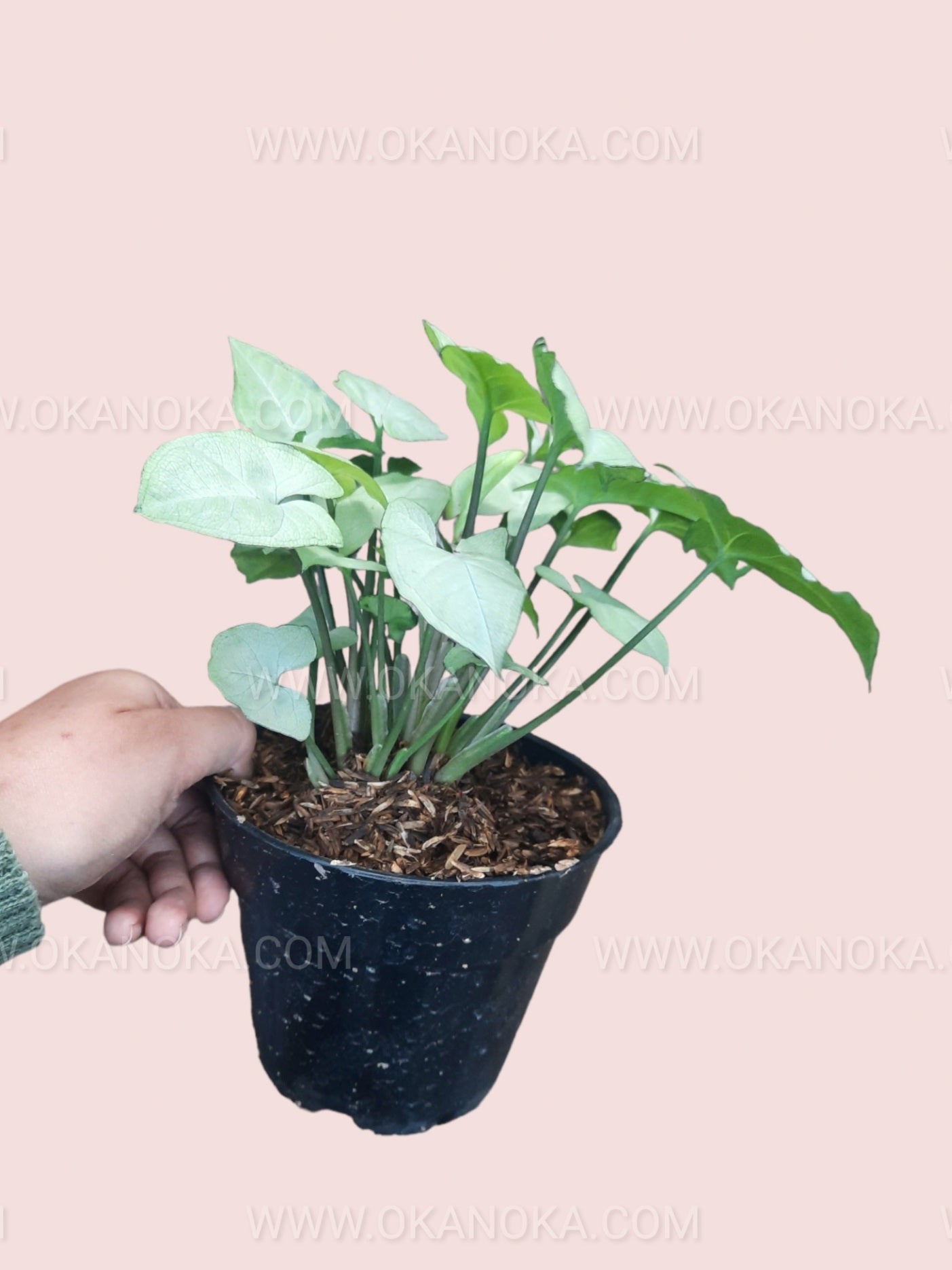 Indoor setting with Syngonium Moonshine displaying trailing foliage from the pot.