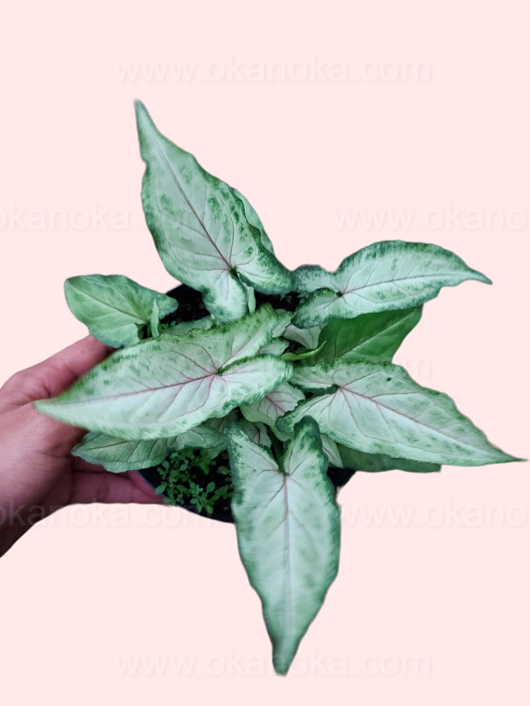 Top view of Syngonium Orm Manee showing heart-shaped variegated leaves in green and pastel tones.
