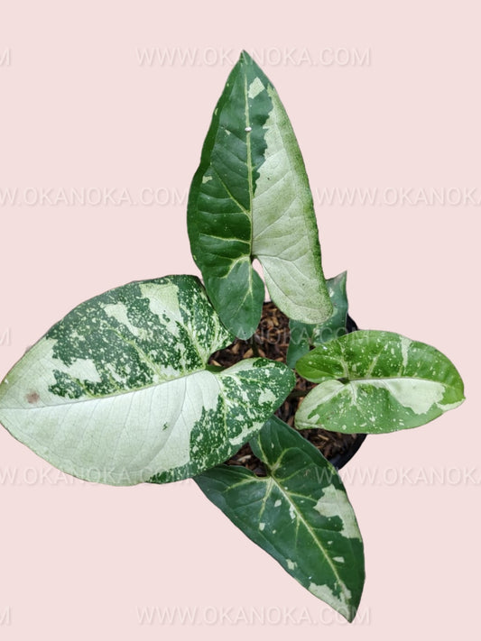 Close-up showing detailed white variegation on green leaves of Syngonium Panda.