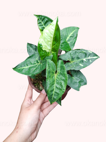Top view of Syngonium Panda highlighting leaf arrangement and variegation.