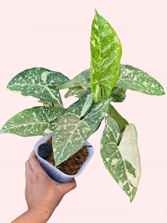 Close-up of Syngonium Panda Galaxy War showing variegated leaves with green, silver, and white marbling in a hand against pink background.
