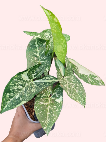Top view of Syngonium Panda Galaxy War showing lush, compact foliage and distinct variegation patterns.