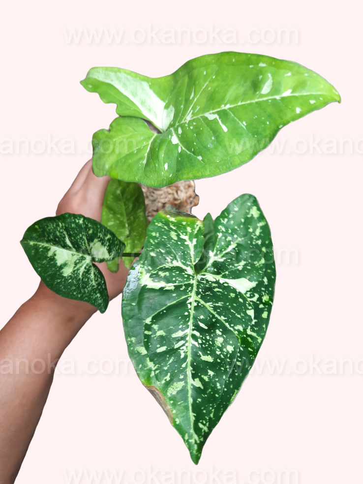 Syngonium Panda Galaxy War held in hand, displaying the upright growth habit and unique leaf color combination.