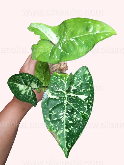 Syngonium Panda Galaxy War held in hand, displaying the upright growth habit and unique leaf color combination.