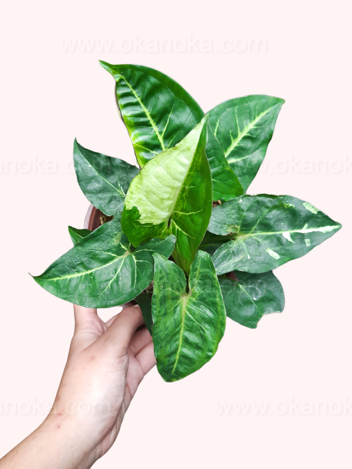 Side view of potted Syngonium Panda Local Indonesia in indoor setting.