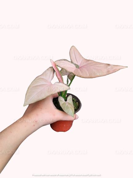 Hand holding pink syngonium live plant, tropical houseplant showing delicate pink foliage and slender stems