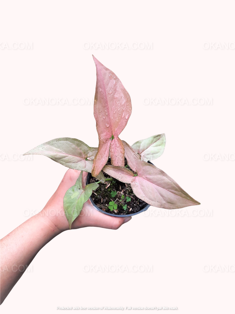 Pink syngonium tropical houseplant in hand, live plant with balanced pink leaves and compact growth