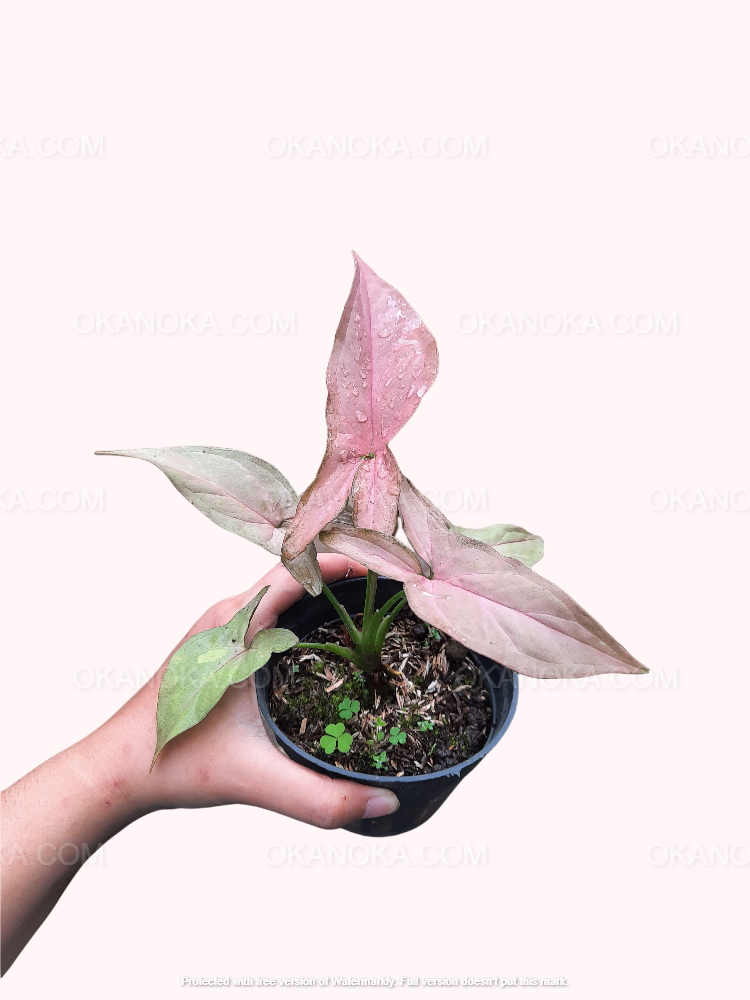 Pink syngonium live plant in hand, tropical houseplant highlighting youthful pink foliage and healthy roots