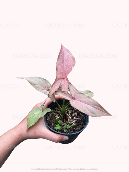 Pink syngonium live plant in hand, tropical houseplant highlighting youthful pink foliage and healthy roots