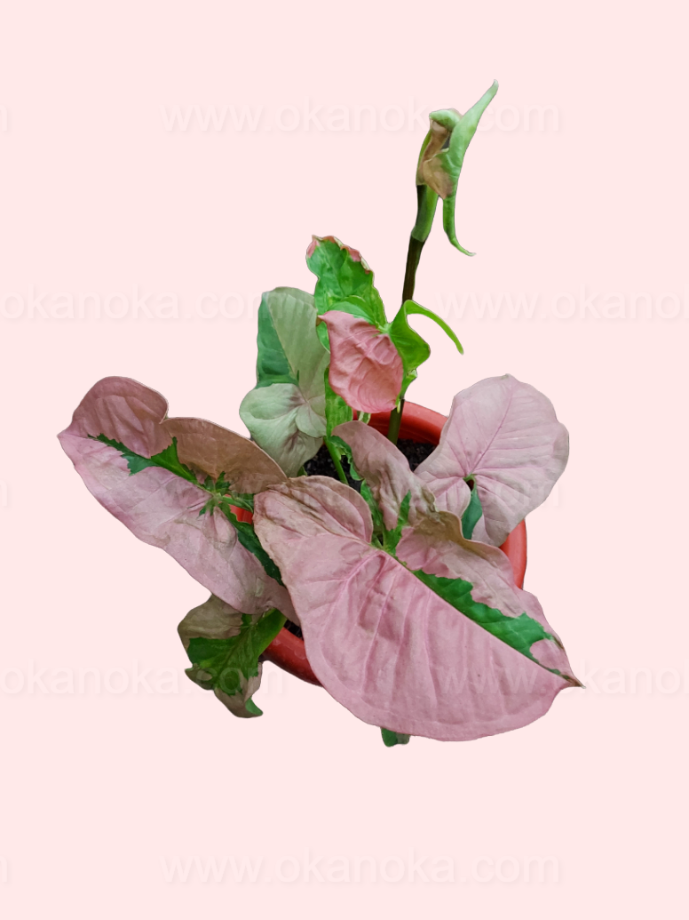 Close-up of the Syngonium Pink Beauty foliage showing pink, cream, and green variegation.