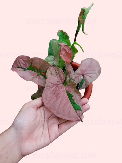 Hand holding a Syngonium Pink Beauty plant with vibrant pink and green leaves, ideal for indoor decoration.