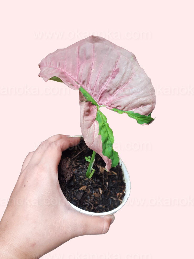 Top view of a Syngonium Pink Beauty (Pink Lava) Small showing vibrant pink and green leaves.