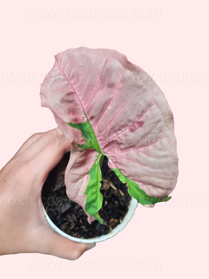 Close-up of new growth on Syngonium Pink Beauty (Pink Lava) Small highlighting leaf patterns.