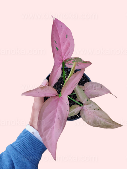 Syngonium Pink Emerald live plant with pink and green variegated leaves in small pot, hand holding, soft pink background