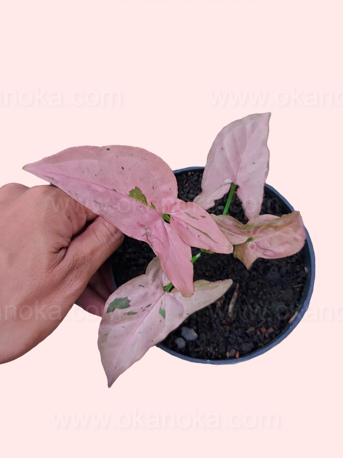 Close-up of Syngonium Pink Emerald showing emerging pink leaves with green variegation, hand holding
