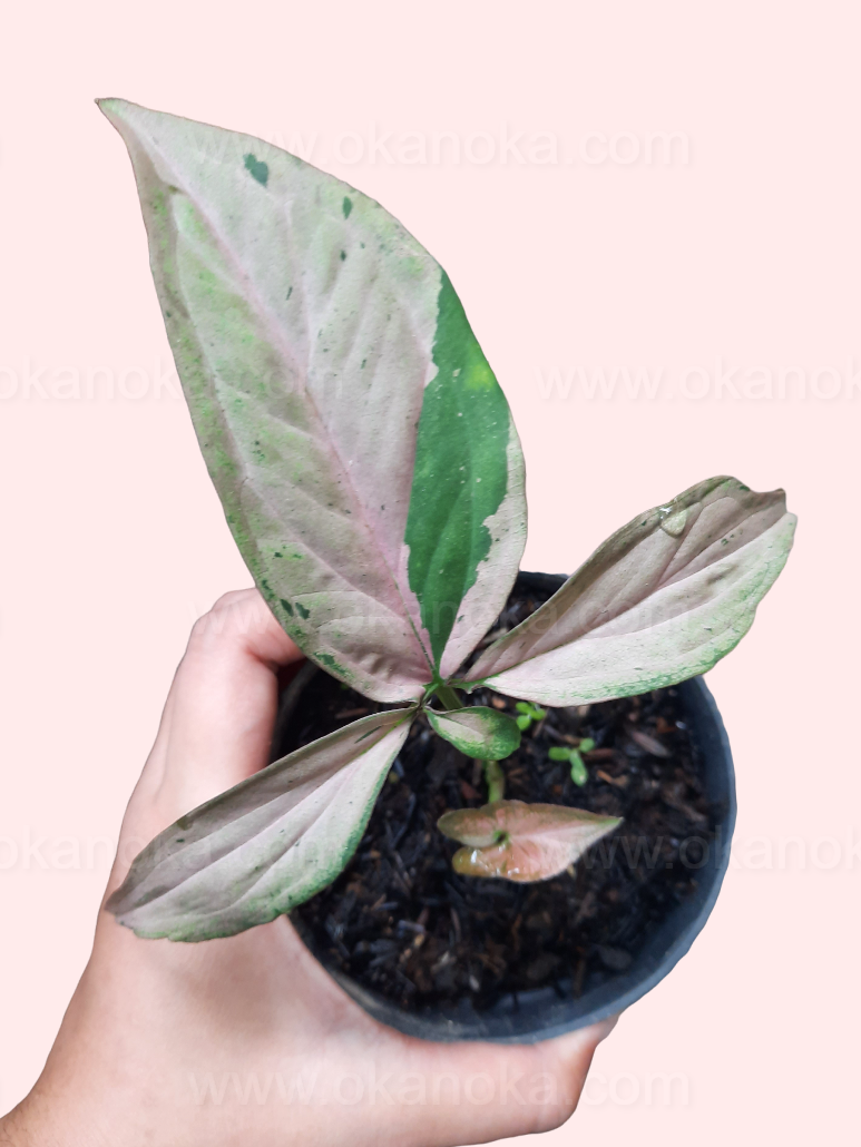 Syngonium Pink Emerald Small live plant with pink and green variegated leaves in small pot, hand holding, soft pink background