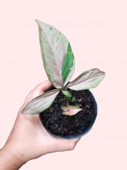 Close-up of Syngonium Pink Emerald Small showing emerging pink leaves with green variegation, hand holding