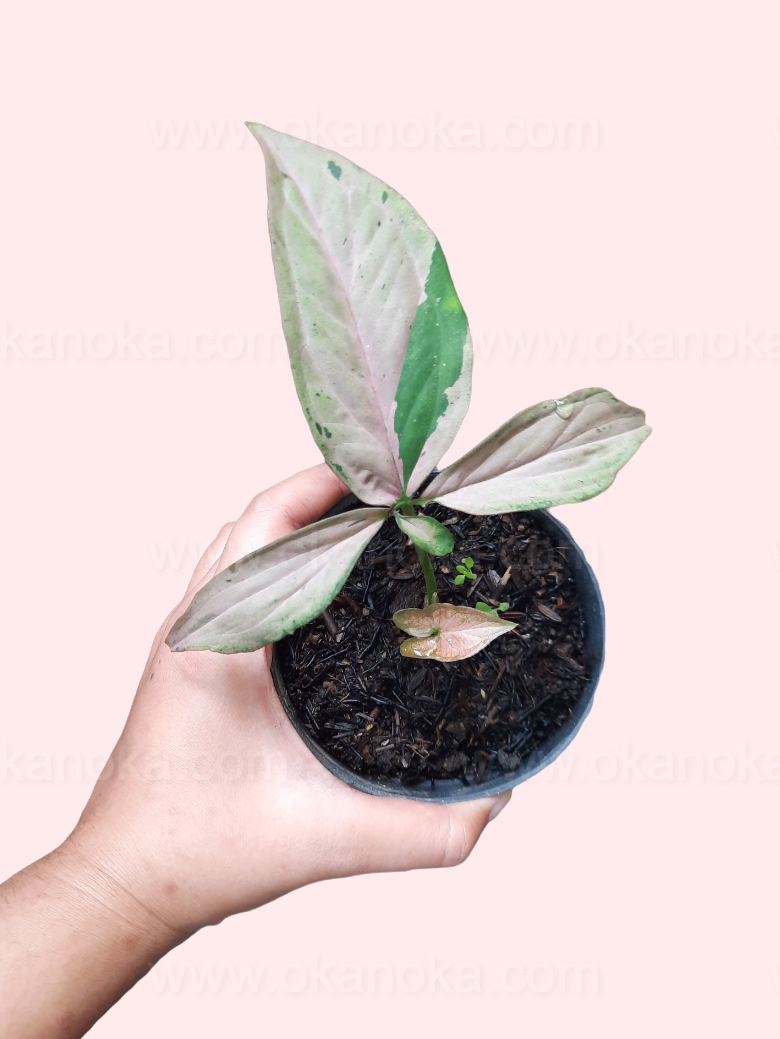 Top view of Syngonium Pink Emerald Small in a pot, highlighting heart-shaped pink and green variegated leaves