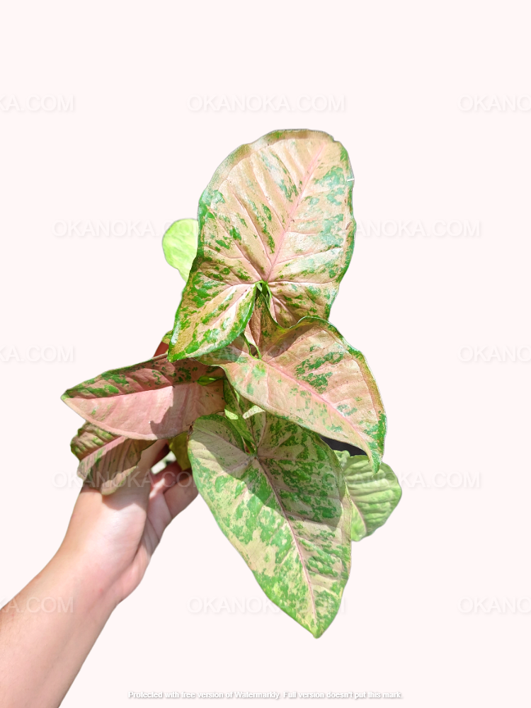Mature Syngonium Pink Flecked in a small pot, showcasing pastel pink panels and scattered green speckles on each leaf for tropical plant lovers.