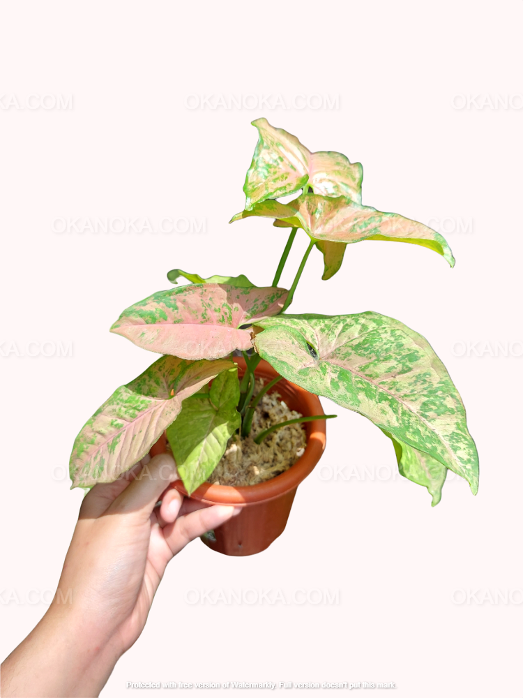 Side view of Syngonium Pink Flecked, upright stems carrying variegated pink-and-green foliage, photographed on a bright white backdrop.