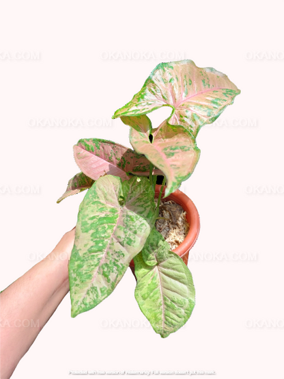 Syngonium Pink Flecked featured in multiple product shots and a short greenhouse video, highlighting its mottled pastel leaves for collectors.