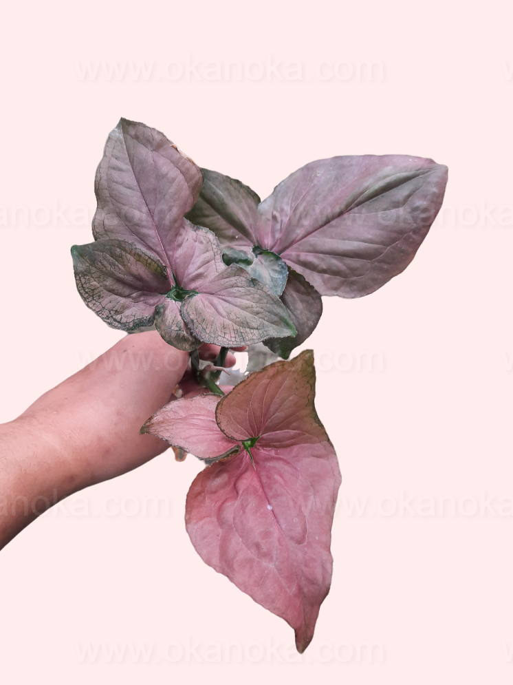 Hand holding Syngonium Pink Perfection, showing large blush-pink arrowhead leaves with soft green undertones on a pale pastel background.