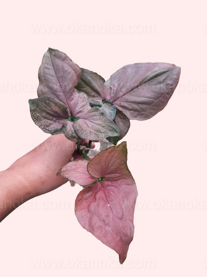Hand holding Syngonium Pink Perfection, showing large blush-pink arrowhead leaves with soft green undertones on a pale pastel background.