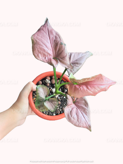 Top view of Syngonium Pink Perfection in a small orange pot, several pastel pink leaves radiating outward, held by a hand against a light backdrop.