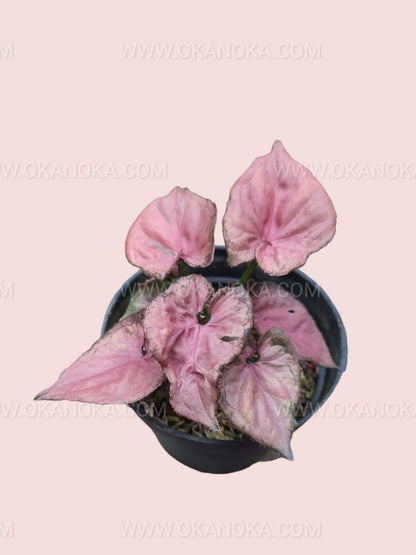 Syngonium Pink Perfection Small potted plant viewed from above highlighting its colorful foliage.