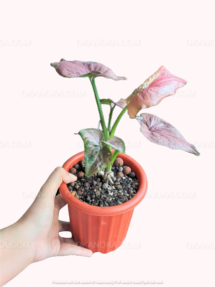Syngonium Pink Perfection in a ribbed orange pot, side view of slender stems topped with pink arrowhead foliage on a clean white background.