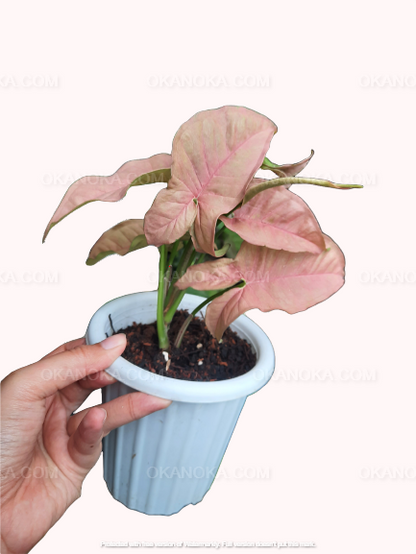 A potted Syngonium Pink Robusta plant with heart-shaped leaves showing shades of pink and green.