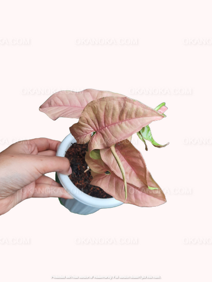 Syngonium Pink Robusta live plant in a white pot, blush-pink arrowhead leaves with subtle green veins