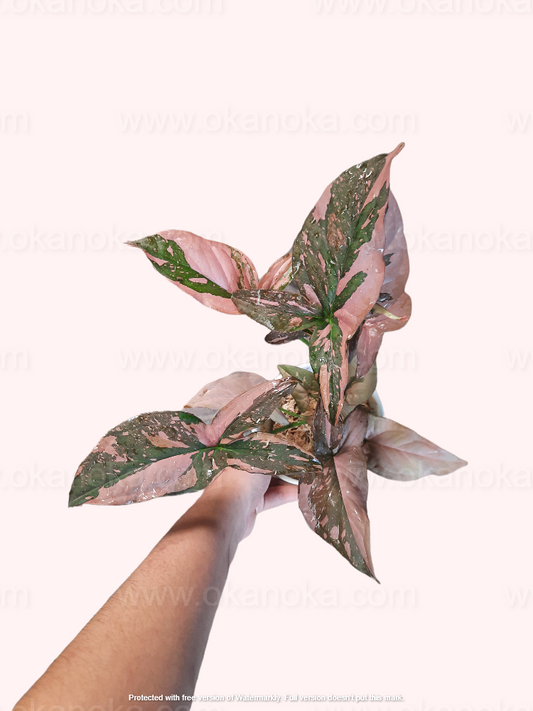 Close-up of Syngonium Pink Splash plant showcasing vibrant green leaves with stunning pink variegation, perfect for indoor decor and plant enthusiasts.