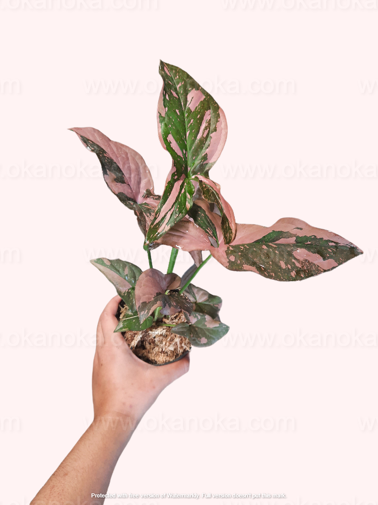 aglaonema pink splash Syngonium Pink Splash – Okanoka