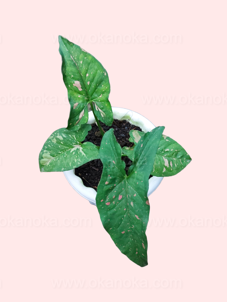 Growing Syngonium Pink Splash Allusion in a greenhouse, showing multiple leaves with variegation.