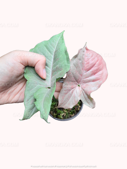 Pink syngonium Pink Spot tropical houseplant held in hand, displaying balanced pink and green arrow-shaped foliage