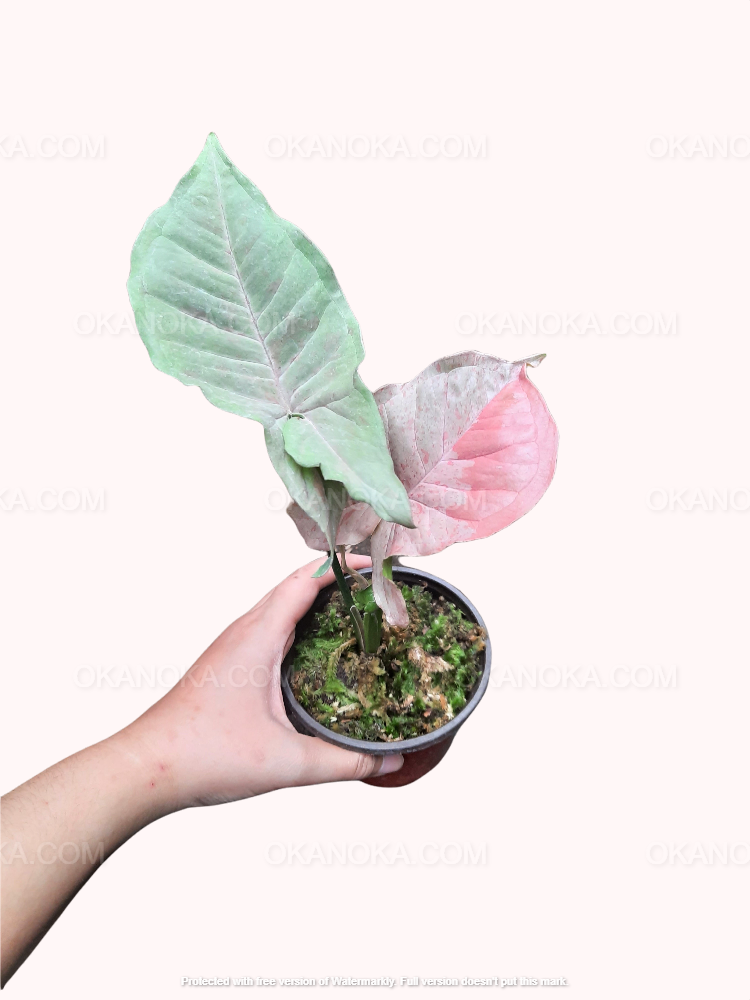 Small potted pink syngonium Pink Spot live plant, tropical houseplant with pastel pink leaves and compact form