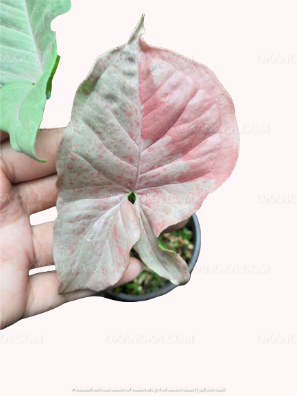 Hand holding pink syngonium Pink Spot live plant leaf, highlighting blush pink variegation and subtle green veining