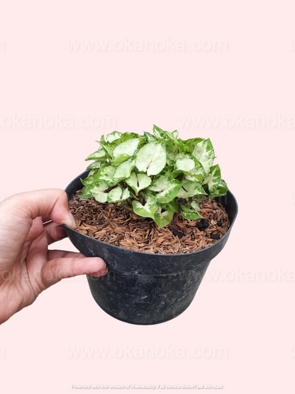 Hand holding Syngonium Pixie Mini showing green and cream variegated leaves in a black pot.