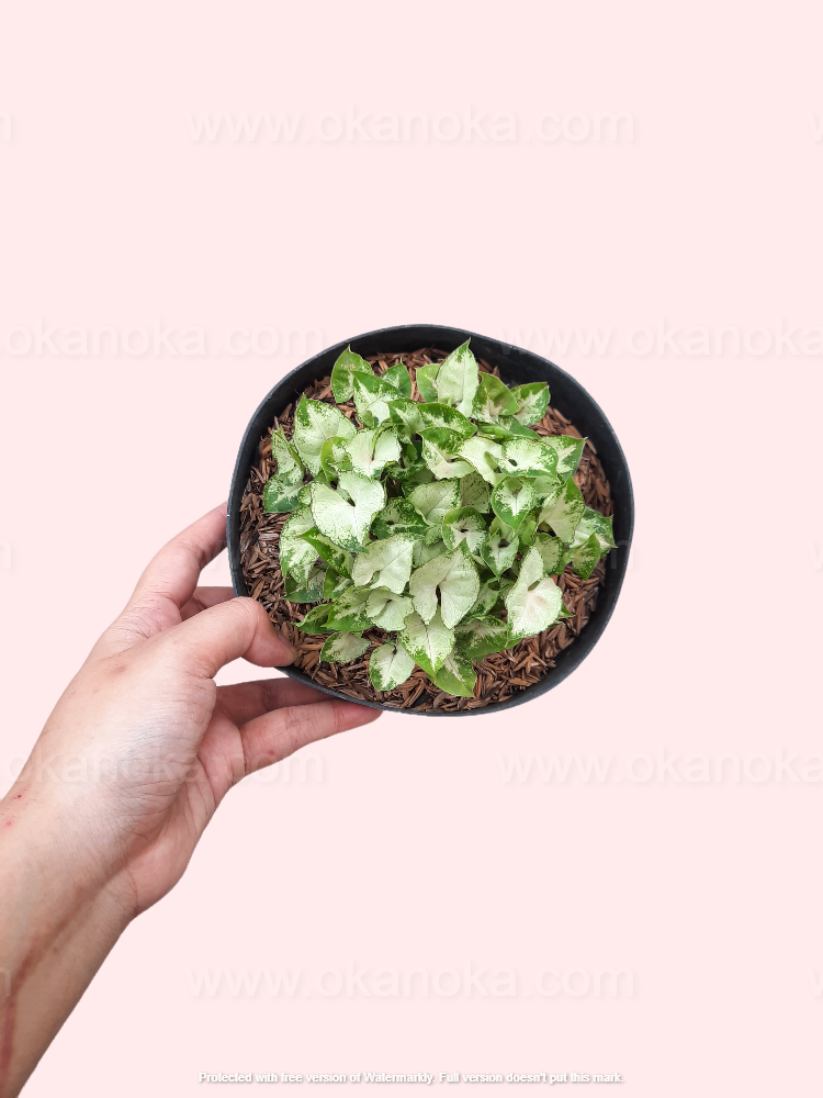 Top view of Syngonium Pixie Mini highlighting leaf patterns and vibrant coloration.