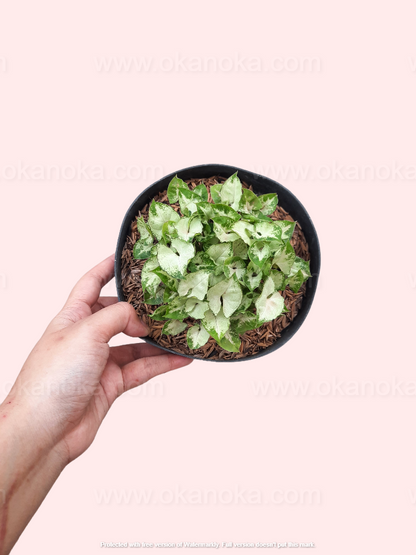 Top view of Syngonium Pixie Mini highlighting leaf patterns and vibrant coloration.