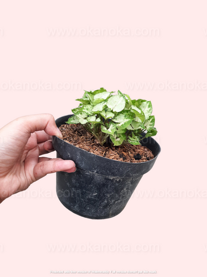 Side view of Syngonium Pixie Mini with distinct variegated foliage for indoor decoration.