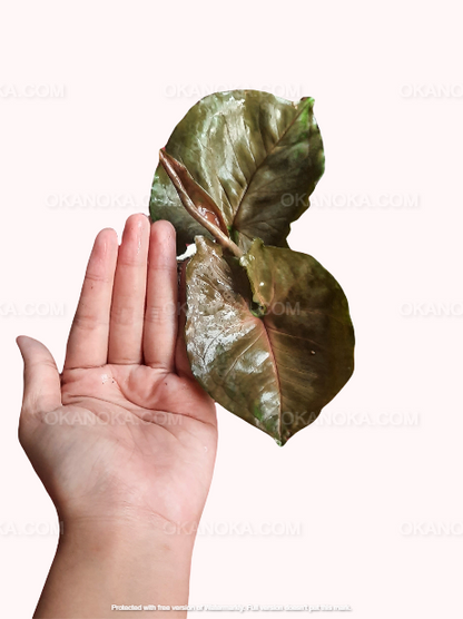 A Syngonium Plum Allusion plant with leaves displaying a mix of pink, green, and deep plum hues, being held in a person's hand.