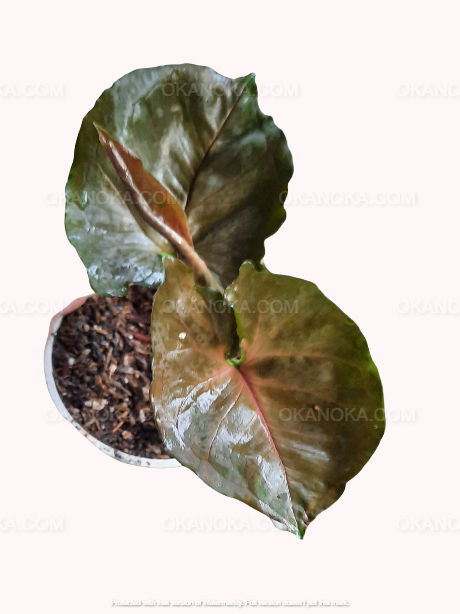 Syngonium Plum Allusion live plant in pot, tropical houseplant with deep green leaves and subtle plum undertones, arrow-shaped foliage