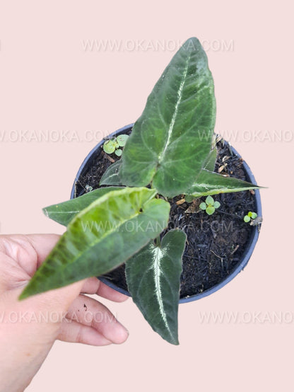 Syngonium Rayii top view showing elongated arrowhead-shaped variegated leaves in a small pot.