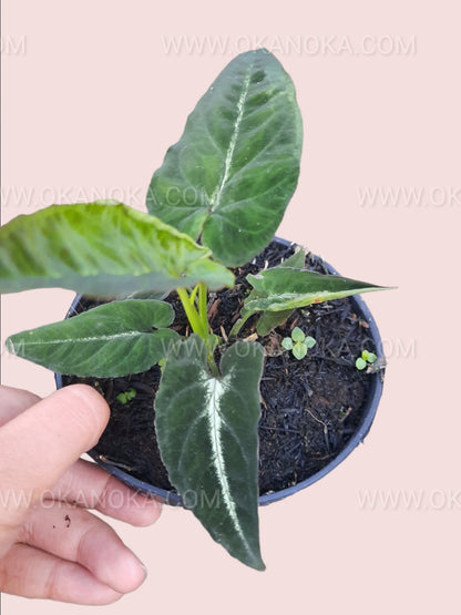 Close-up of Syngonium Rayii leaf with intricate green and cream variegation.