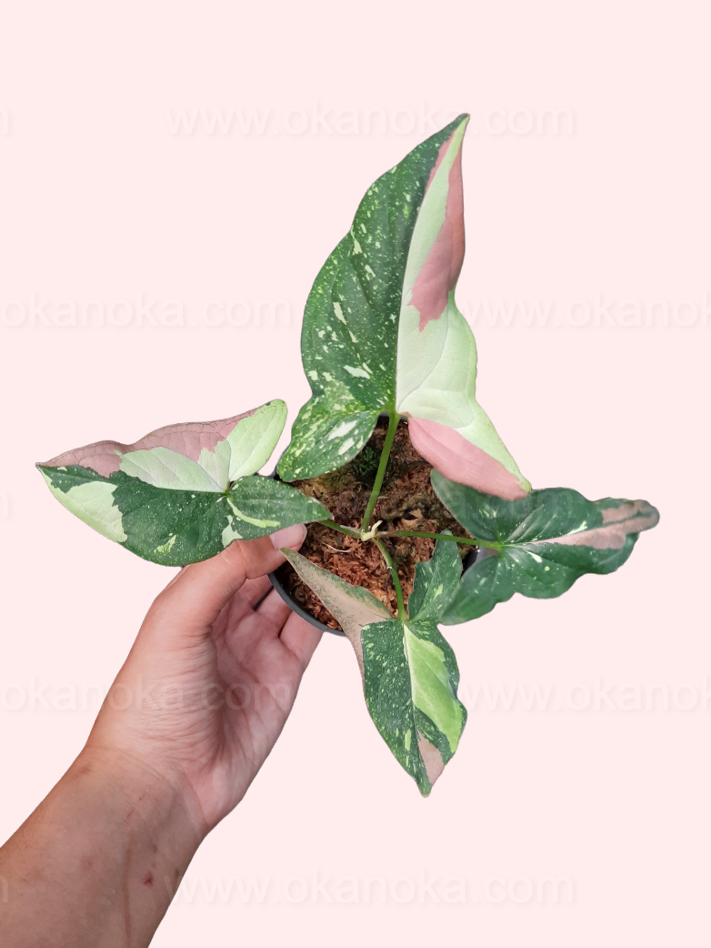 Top view of Syngonium Red Spot Tricolor showing vibrant green, white, and pink variegated leaves with red speckles.