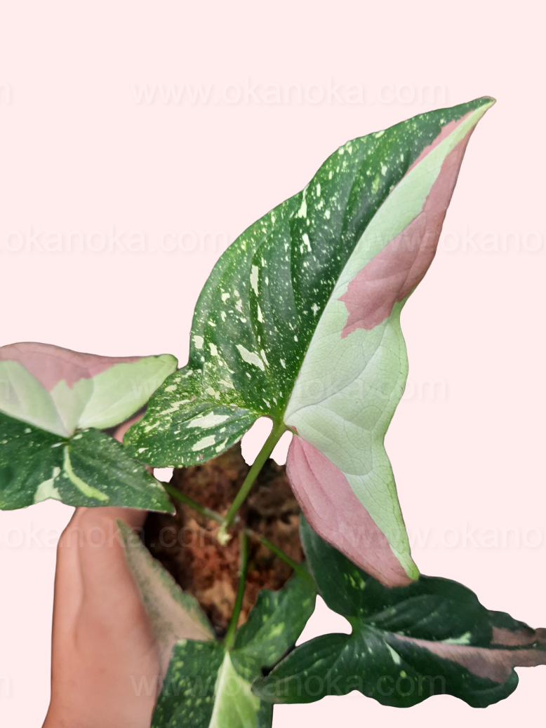 Close-up of a single leaf highlighting the red spots and tricolor pattern of the Syngonium Red Spot Tricolor.