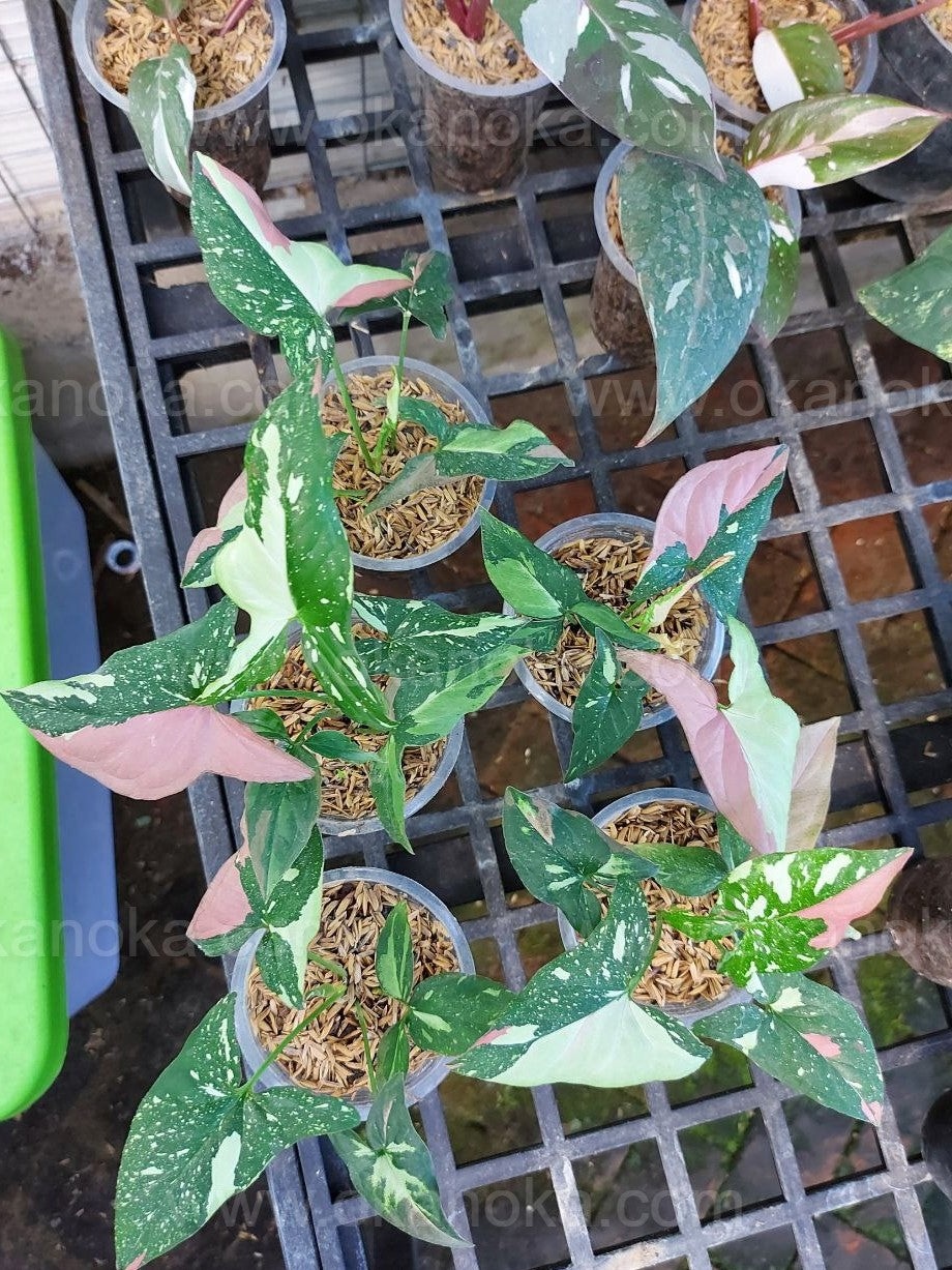 Angled view of multiple leaves showing rich red, green, and cream variegation across the plant.