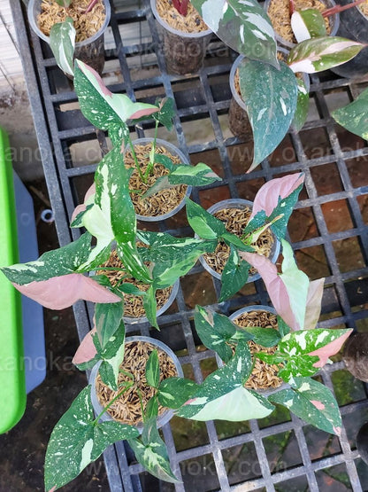 Angled view of multiple leaves showing rich red, green, and cream variegation across the plant.